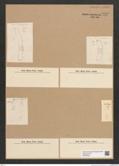 Diatomeae indet. Zeichnungen Sammlung Grunow Nr. 6600 (NHMW-BOT-W0375353)